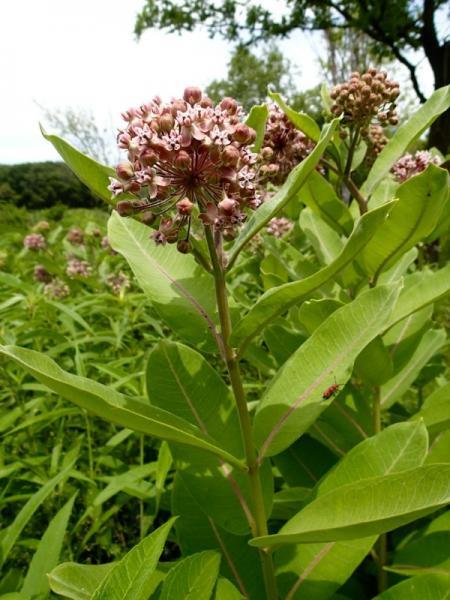 Common Milkweed